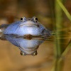 Skokan ostronosy - Rana arvalis - Moor Frog 9843